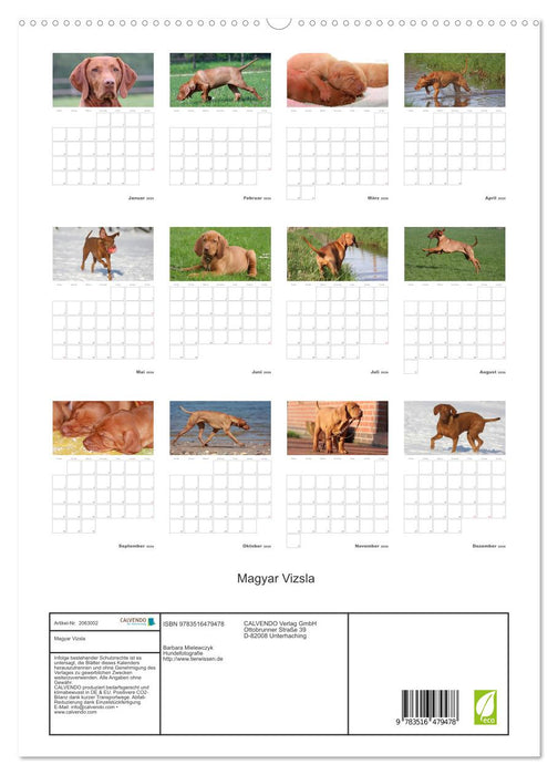 Magyar Vizsla (CALVENDO Premium Wandkalender 2026)
