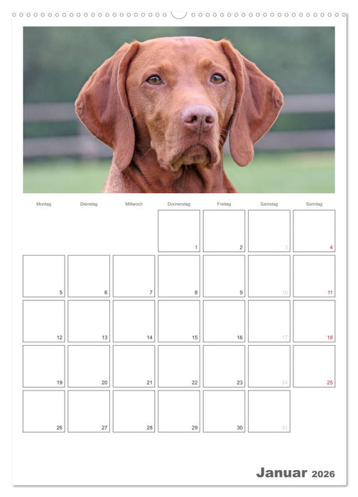 Magyar Vizsla (CALVENDO Premium Wandkalender 2026)