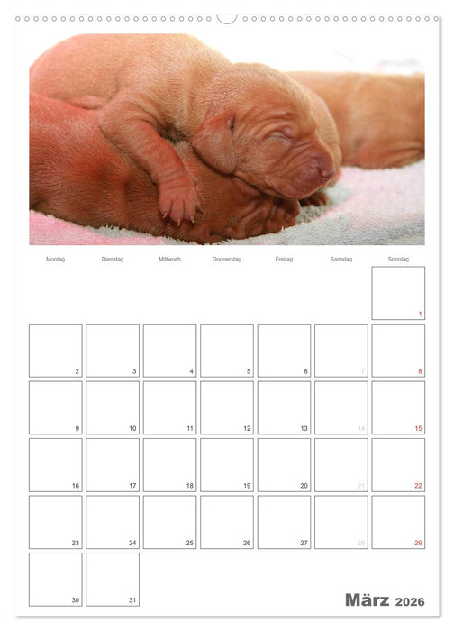 Magyar Vizsla (CALVENDO Premium Wandkalender 2026)