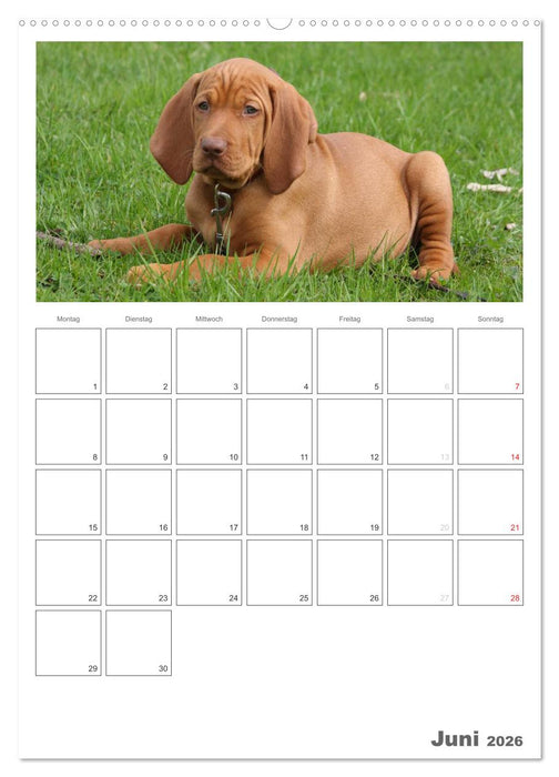 Magyar Vizsla (CALVENDO Premium Wandkalender 2026)