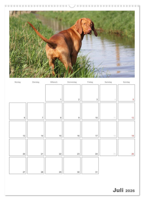 Magyar Vizsla (CALVENDO Premium Wandkalender 2026)
