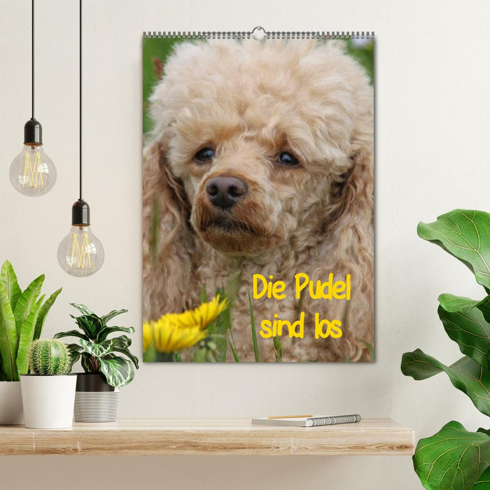 Die Pudel sind los (CALVENDO Wandkalender 2026)