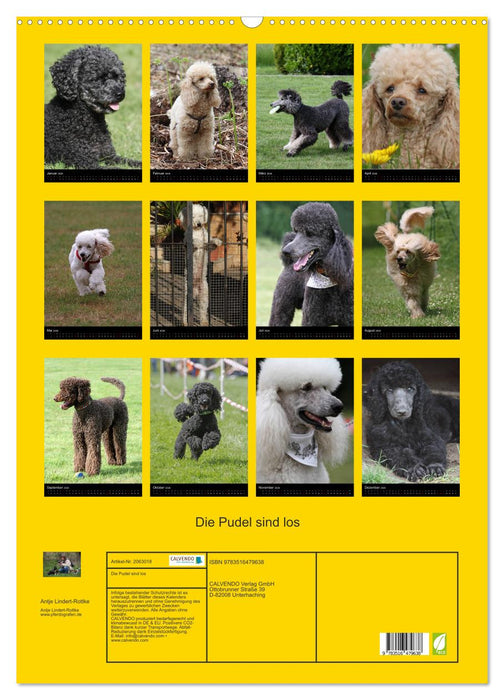 Die Pudel sind los (CALVENDO Wandkalender 2026)