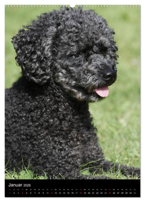 Die Pudel sind los (CALVENDO Wandkalender 2026)