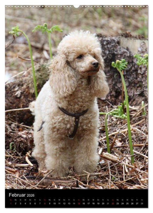 Die Pudel sind los (CALVENDO Wandkalender 2026)