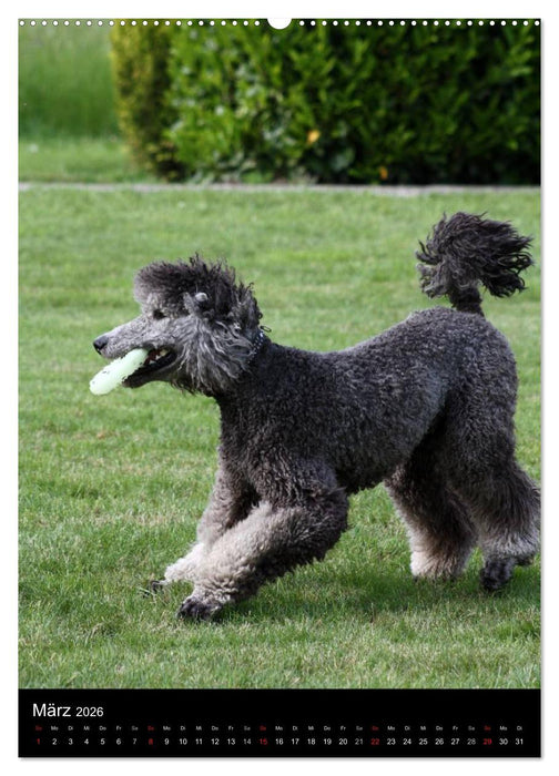 Die Pudel sind los (CALVENDO Wandkalender 2026)