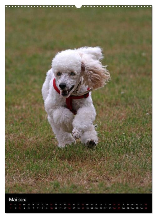Die Pudel sind los (CALVENDO Wandkalender 2026)