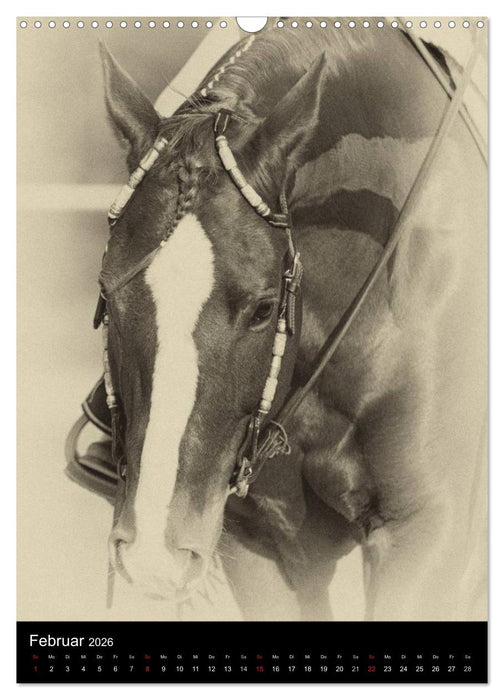Traumpferde 2026 (CALVENDO Wandkalender 2026)