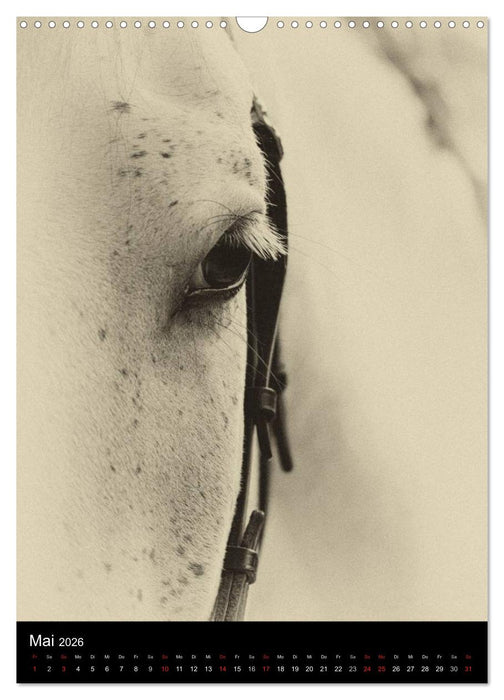 Traumpferde 2026 (CALVENDO Wandkalender 2026)