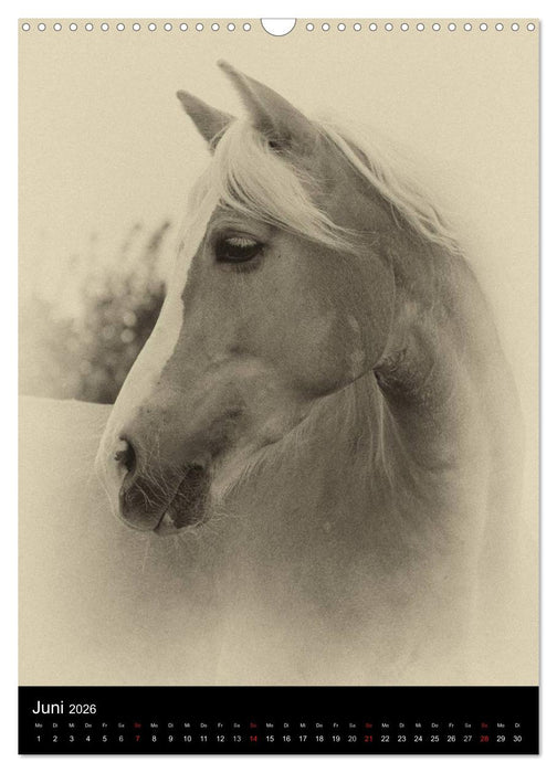 Traumpferde 2026 (CALVENDO Wandkalender 2026)