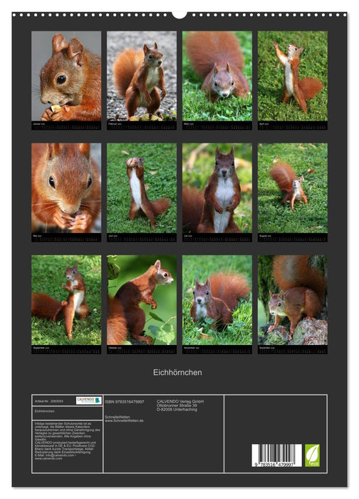 Eichhörnchen (CALVENDO Premium Wandkalender 2026)