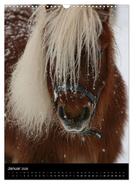Mit Pferden durch das Jahr (CALVENDO Wandkalender 2026)