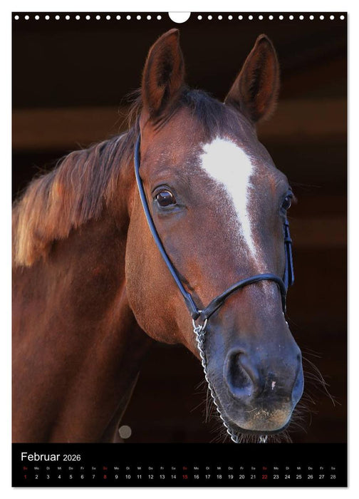 Mit Pferden durch das Jahr (CALVENDO Wandkalender 2026)
