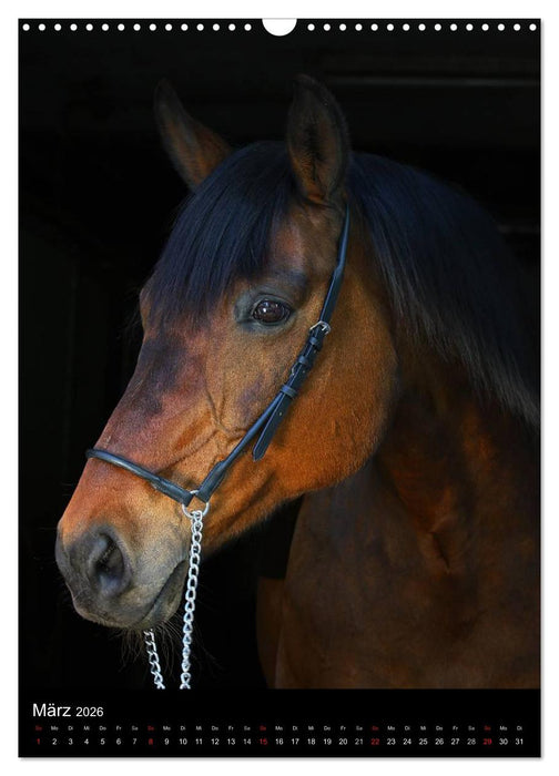 Mit Pferden durch das Jahr (CALVENDO Wandkalender 2026)