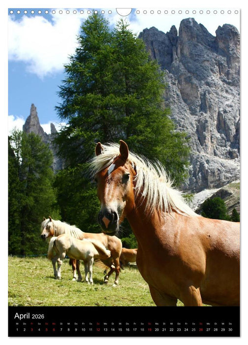Mit Pferden durch das Jahr (CALVENDO Wandkalender 2026)