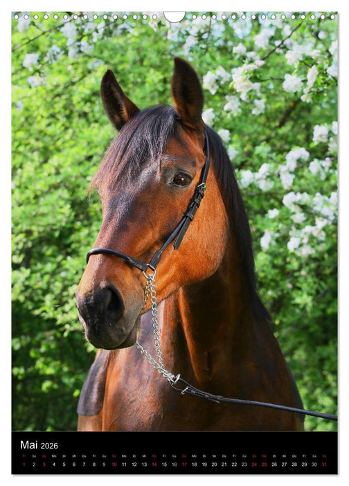 Mit Pferden durch das Jahr (CALVENDO Wandkalender 2026)