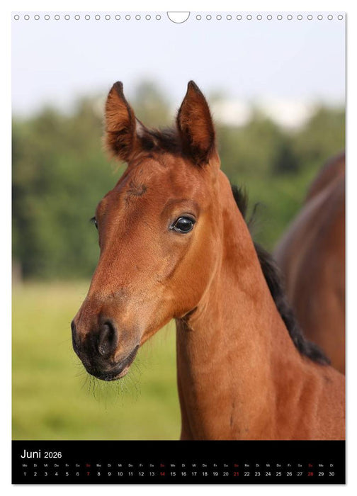 Mit Pferden durch das Jahr (CALVENDO Wandkalender 2026)