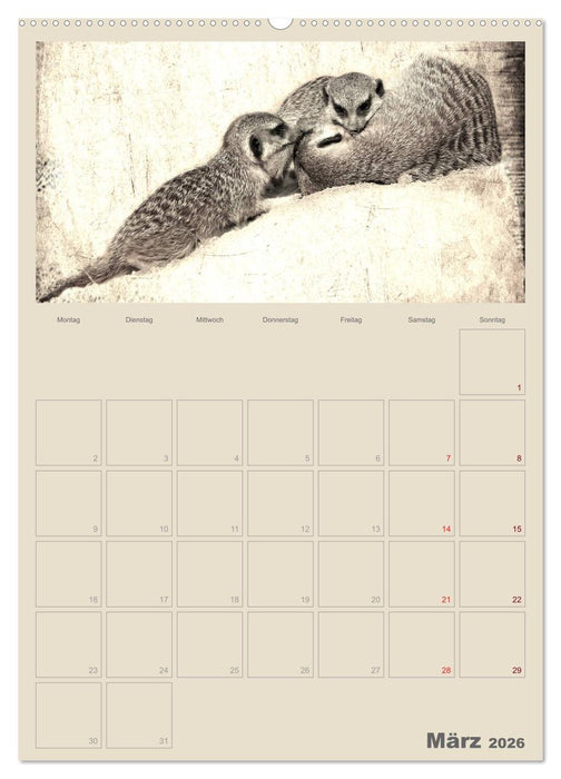 Lustige Erdmännchen (CALVENDO Premium Wandkalender 2026)