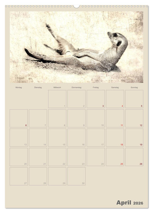 Lustige Erdmännchen (CALVENDO Premium Wandkalender 2026)
