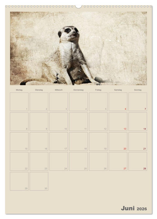 Lustige Erdmännchen (CALVENDO Premium Wandkalender 2026)
