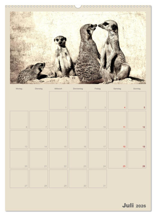 Lustige Erdmännchen (CALVENDO Premium Wandkalender 2026)