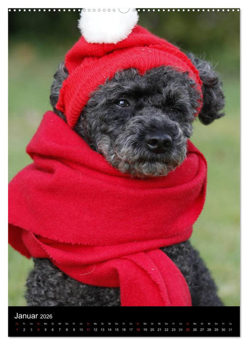 Pudel en vogue (CALVENDO Wandkalender 2026)