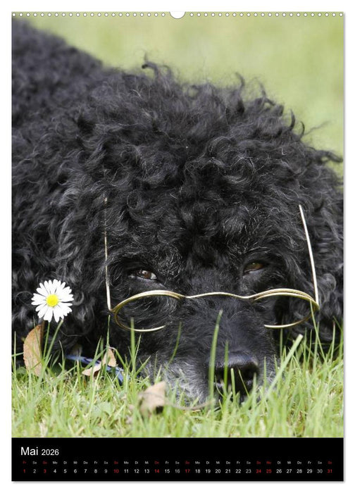 Pudel en vogue (CALVENDO Wandkalender 2026)