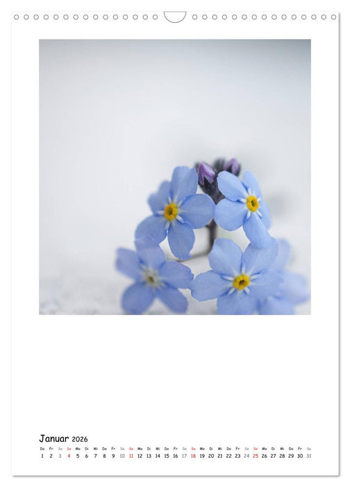 BLUMEN EINFACH IN SZENE GESETZT (CALVENDO Wandkalender 2026)