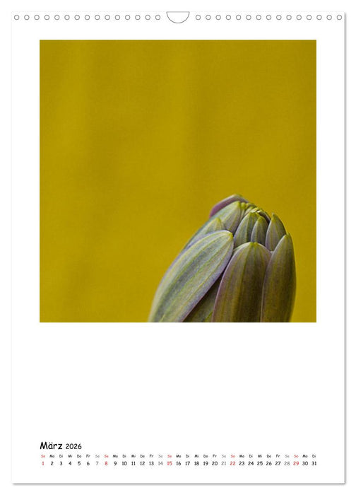BLUMEN EINFACH IN SZENE GESETZT (CALVENDO Wandkalender 2026)