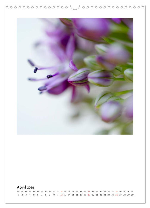 BLUMEN EINFACH IN SZENE GESETZT (CALVENDO Wandkalender 2026)