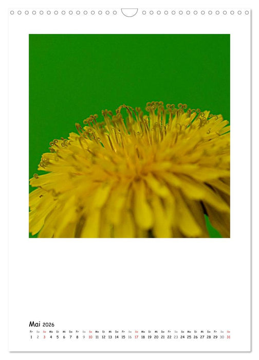 BLUMEN EINFACH IN SZENE GESETZT (CALVENDO Wandkalender 2026)