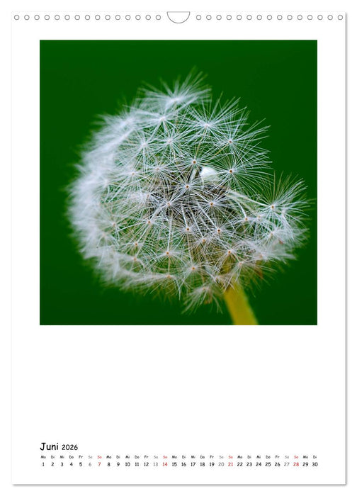 BLUMEN EINFACH IN SZENE GESETZT (CALVENDO Wandkalender 2026)