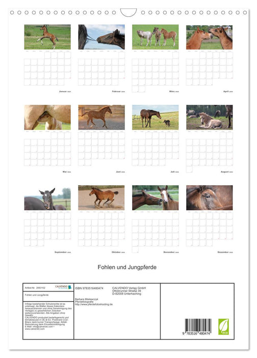 Fohlen und Jungpferde (CALVENDO Wandkalender 2026)