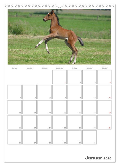 Fohlen und Jungpferde (CALVENDO Wandkalender 2026)
