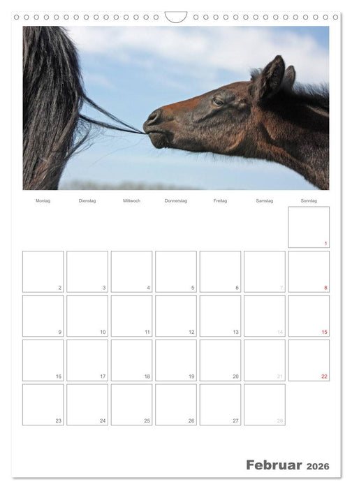 Fohlen und Jungpferde (CALVENDO Wandkalender 2026)