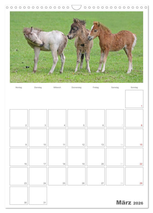 Fohlen und Jungpferde (CALVENDO Wandkalender 2026)