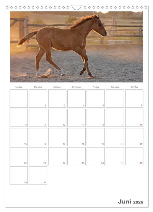 Fohlen und Jungpferde (CALVENDO Wandkalender 2026)