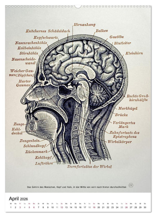 Unter die Haut (CALVENDO Premium Wandkalender 2026)