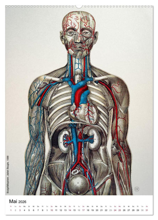 Unter die Haut (CALVENDO Premium Wandkalender 2026)