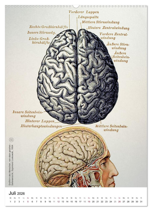Unter die Haut (CALVENDO Premium Wandkalender 2026)