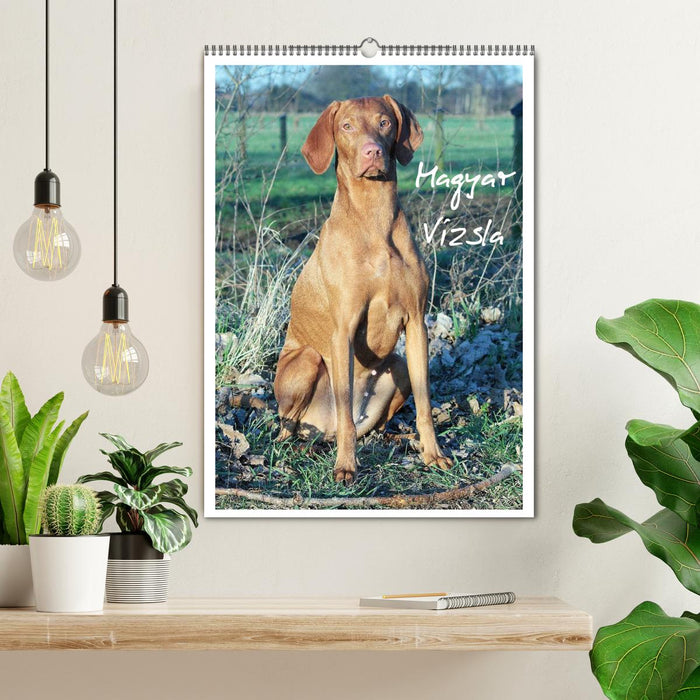Magyar Vizsla (CALVENDO Wandkalender 2026)