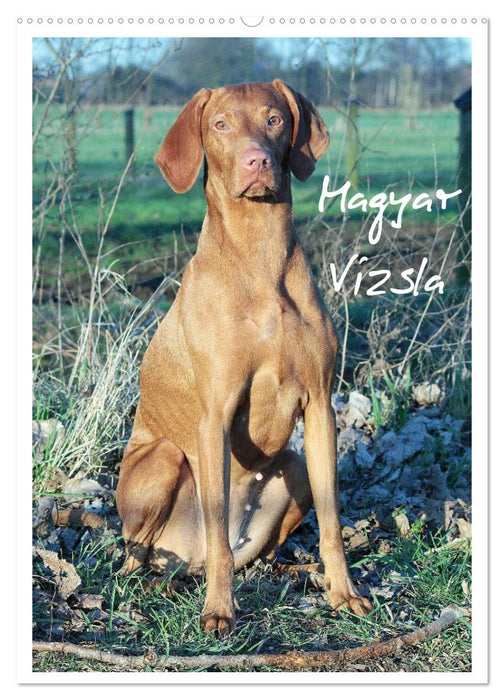 Magyar Vizsla (CALVENDO Wandkalender 2026)