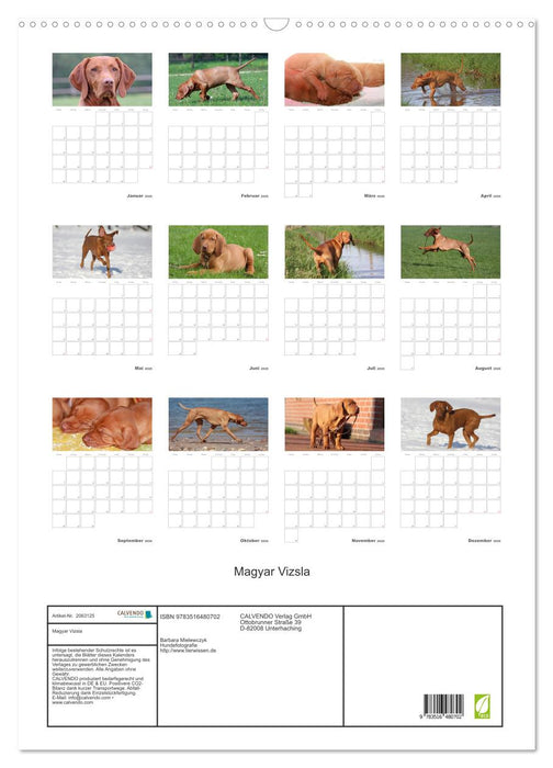 Magyar Vizsla (CALVENDO Wandkalender 2026)