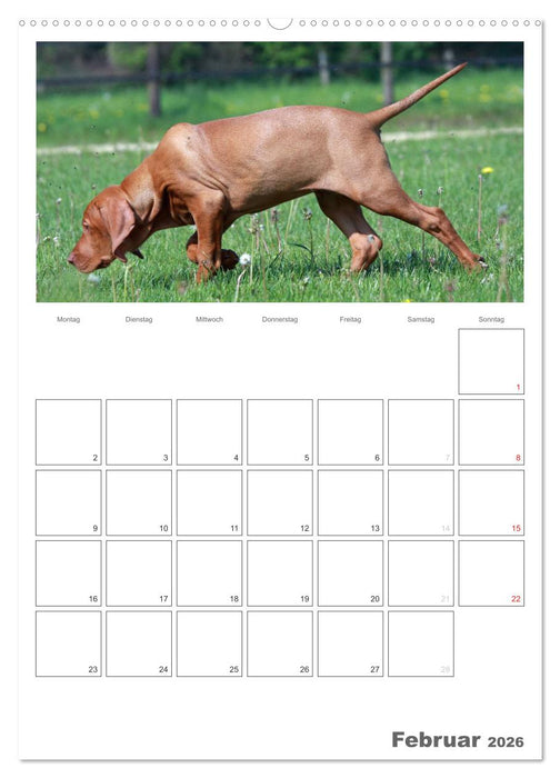 Magyar Vizsla (CALVENDO Wandkalender 2026)