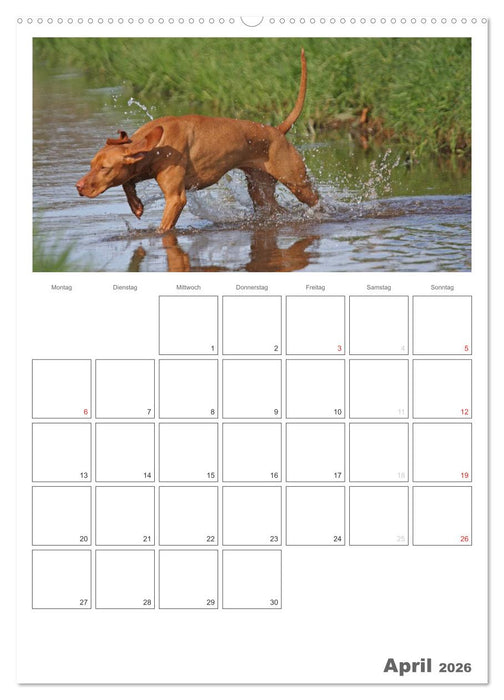 Magyar Vizsla (CALVENDO Wandkalender 2026)