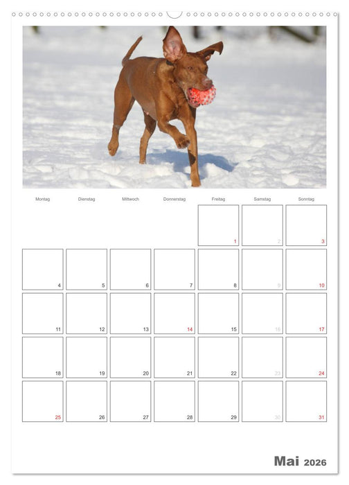 Magyar Vizsla (CALVENDO Wandkalender 2026)