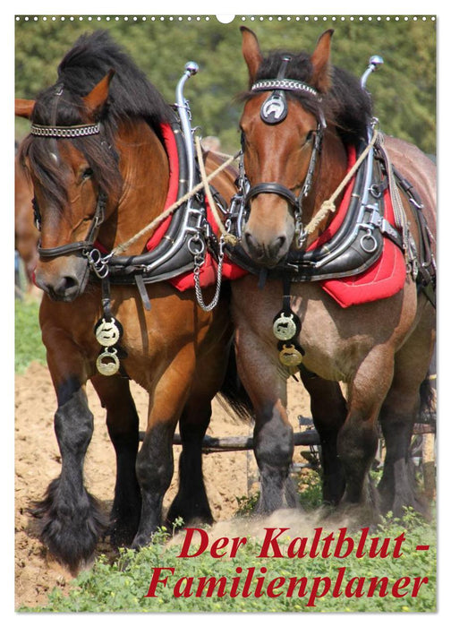 Der Kaltblut-Familienplaner (CALVENDO Wandkalender 2026)