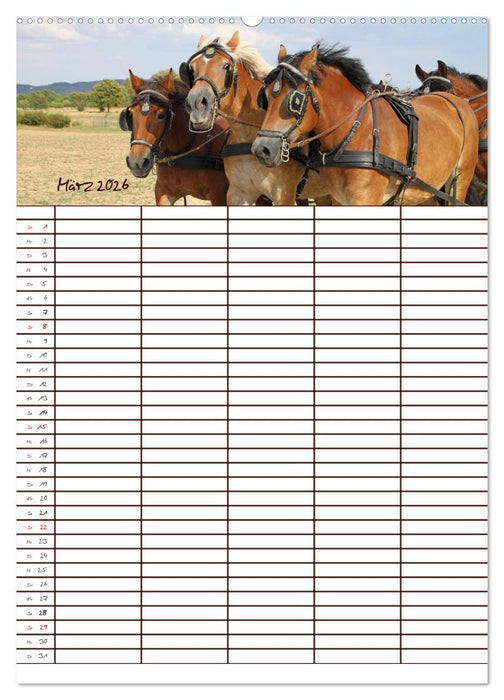 Der Kaltblut-Familienplaner (CALVENDO Wandkalender 2026)