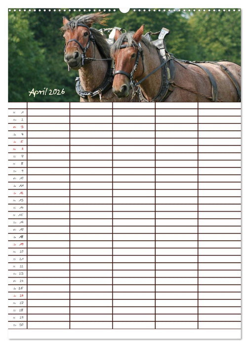 Der Kaltblut-Familienplaner (CALVENDO Wandkalender 2026)