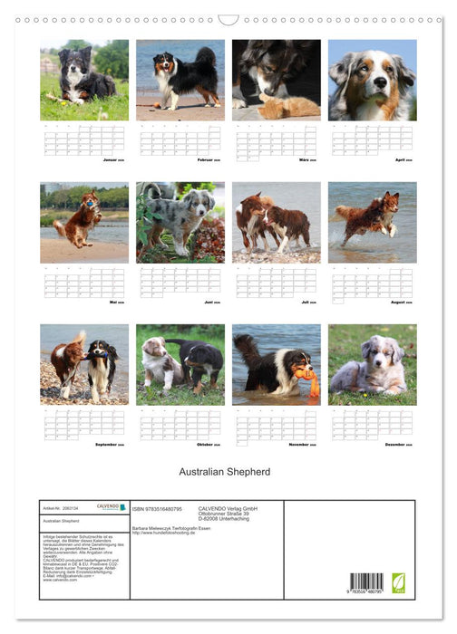 Australian Shepherd (CALVENDO Wandkalender 2026)